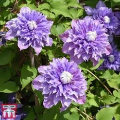 Clematis 'Multi Blue' -Garden Plants Shop CLEM T66153 B1