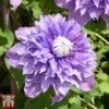 Clematis 'Multi Blue' -Garden Plants Shop CLEM T66153 C1