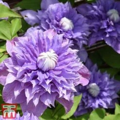 Clematis 'Multi Blue' -Garden Plants Shop CLEM T66153 D
