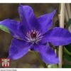 Clematis 'The President' -Garden Plants Shop CLEM T66160 A