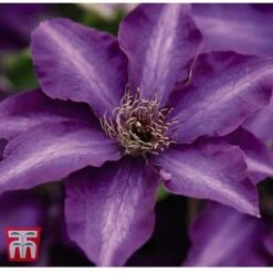 Clematis 'The President' -Garden Plants Shop CLEM T66160 C