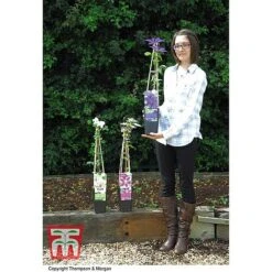 Clematis 'The President' -Garden Plants Shop CLEM T66160 E