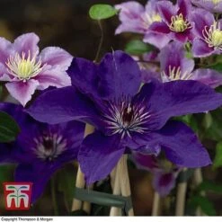 Clematis 'The President' -Garden Plants Shop CLEM T66160 G