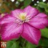 Clematis 'Ville De Lyon' -Garden Plants Shop CLEM T66161 B