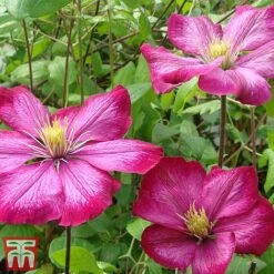 Clematis 'Ville De Lyon' -Garden Plants Shop CLEM T66161 C