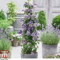 Clematis Florida 'Taiga' -Garden Plants Shop CLEM T71512 B1