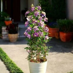 Clematis Florida 'Taiga' -Garden Plants Shop CLEM T71512 B h