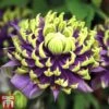 Clematis Florida 'Taiga' -Garden Plants Shop CLEM T71512 D