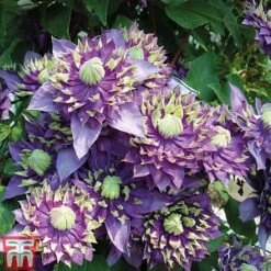 Clematis Florida 'Taiga' -Garden Plants Shop CLEM T71512 E