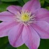 Clematis Alaina™ Evipo056 -Garden Plants Shop CLEM T77103 A h