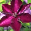 Clematis Amethyst Beauty™ Evipo043 -Garden Plants Shop CLEM T77104 A h