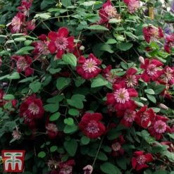 Clematis Avant-Garde™ Evipo033 -Garden Plants Shop CLEM T77107 C
