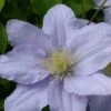 Clematis Chelsea™ Evipo051 -Garden Plants Shop CLEM T77112 A h