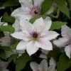 Clematis The Countess Of Wessex™ Evipo073 -Garden Plants Shop CLEM T77115 C h
