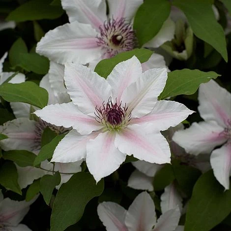 Clematis The Countess Of Wessex™ Evipo073 3 Clematis The Countess Of Wessex™ Evipo073