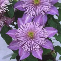 Clematis Crystal Fountain™ Evipo038 14 Clematis Crystal Fountain™ Evipo038 -Garden Plants Shop CLEM T77116 A h