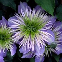 Clematis Crystal Fountain™ Evipo038 15 Clematis Crystal Fountain™ Evipo038 -Garden Plants Shop CLEM T77116 B h