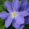 Clematis Diana's Delight™ Evipo026 -Garden Plants Shop CLEM T77118 A h