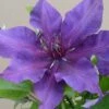 Clematis Fleuri™ Evipo042 -Garden Plants Shop CLEM T77121 A h