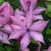 Clematis Giselle™ Evipo051 2 Clematis Giselle™ Evipo051 -Garden Plants Shop CLEM T77122 A h