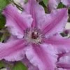Clematis Ooh La La™ Evipo041 -Garden Plants Shop CLEM T77128 A h