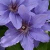 Clematis Parisienne™ Evipo019 -Garden Plants Shop CLEM T77129 A h
