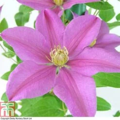 Clematis 'Sally'™ Evipo077 8 Clematis 'Sally'™ Evipo077 -Garden Plants Shop CLEM T77135 A