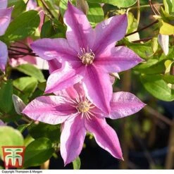 Clematis 'Sally'™ Evipo077 9 Clematis 'Sally'™ Evipo077 -Garden Plants Shop CLEM T77135 AA