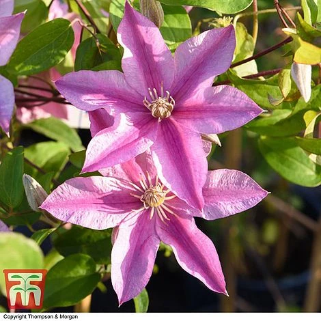 Clematis 'Sally'™ Evipo077 6 Clematis 'Sally'™ Evipo077 - Image 4
