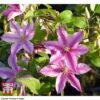 Clematis 'Sally'™ Evipo077 -Garden Plants Shop CLEM T77135 BB