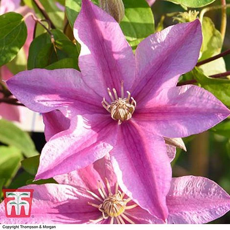 Clematis 'Sally'™ Evipo077 4 Clematis 'Sally'™ Evipo077 - Image 2