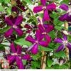 Clematis 'Sweet Summer Love' -Garden Plants Shop CLEM T79781 A1