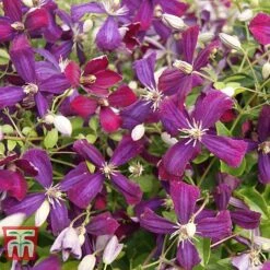 Clematis 'Sweet Summer Love' -Garden Plants Shop CLEM T79781 C