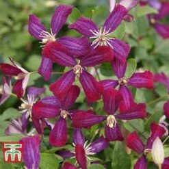 Clematis 'Sweet Summer Love' -Garden Plants Shop CLEM T79781 D