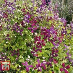 Clematis 'Sweet Summer Love' -Garden Plants Shop CLEM T79781 E