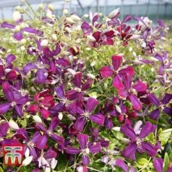 Clematis 'Sweet Summer Love' -Garden Plants Shop CLEM T79781 F