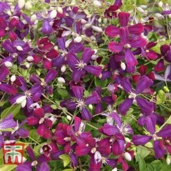 Clematis 'Sweet Summer Love' -Garden Plants Shop CLEM T79781 G