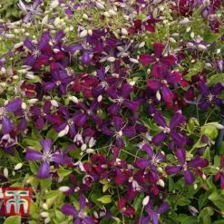 Clematis 'Sweet Summer Love' -Garden Plants Shop CLEM T79781 H