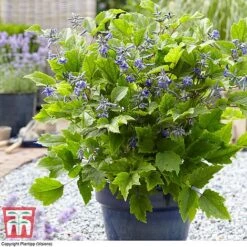 Clematis 'New Love' -Garden Plants Shop CLEM TJ55647 B