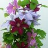 Clematis Trio Rebecca, Ooh La La, Bernadine -Garden Plants Shop CLEM TKA0777 A