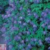 Clematis Macropetala 1 Clematis Macropetala -Garden Plants Shop CLEM TKA0791 A
