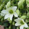 Clematis 'Michiko'™ Evipo044 2 Clematis 'Michiko'™ Evipo044 -Garden Plants Shop CLEM TKA0823 A
