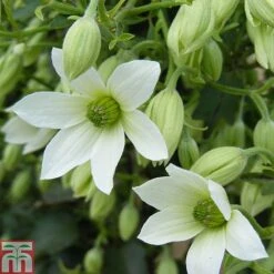 Clematis 'Michiko'™ Evipo044