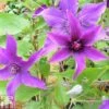 Clematis 'Guiding Promise'&trade; Evipo053