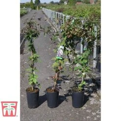 Clematis Montana Var. Rubens 'Tetrarose' 5 Clematis Montana Var. Rubens 'Tetrarose' -Garden Plants Shop CLEM TKA3084 A