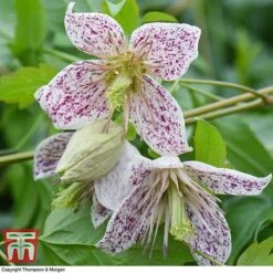 Winter Flowering Clematis Trio 9 Winter Flowering Clematis Trio -Garden Plants Shop CLEM WKB4690 D