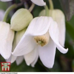 Clematis Urophylla 'Winter Beauty' -Garden Plants Shop CLEM p88973 D