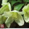 Clematis Cirrhosa 'Jingle Bells' 2 Clematis Cirrhosa 'Jingle Bells' -Garden Plants Shop CLEM t12555 A