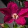 Clematis 'John Howells' -Garden Plants Shop CLEM t59159 A