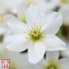 Clematis X Cartmanii 'Avalanche' -Garden Plants Shop CLEM AVALANCHE T07292